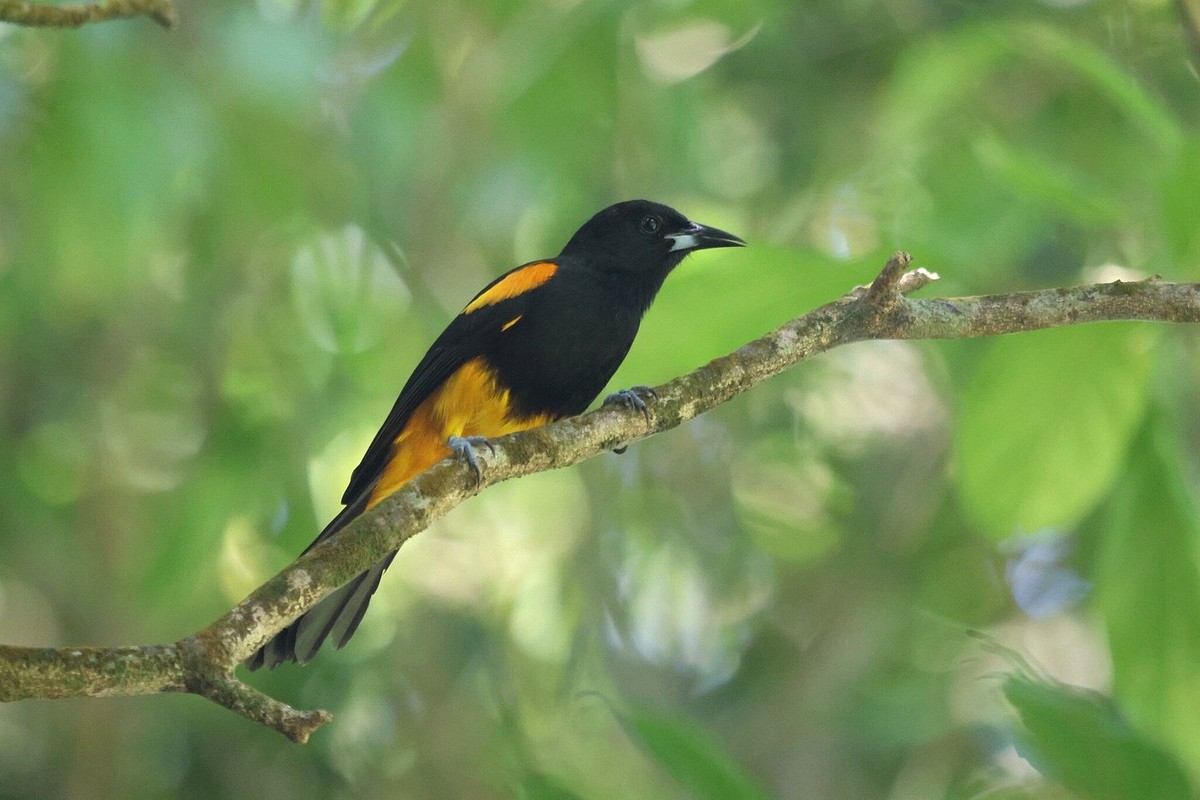 St. Lucia Oriole perched on a branch within green forest