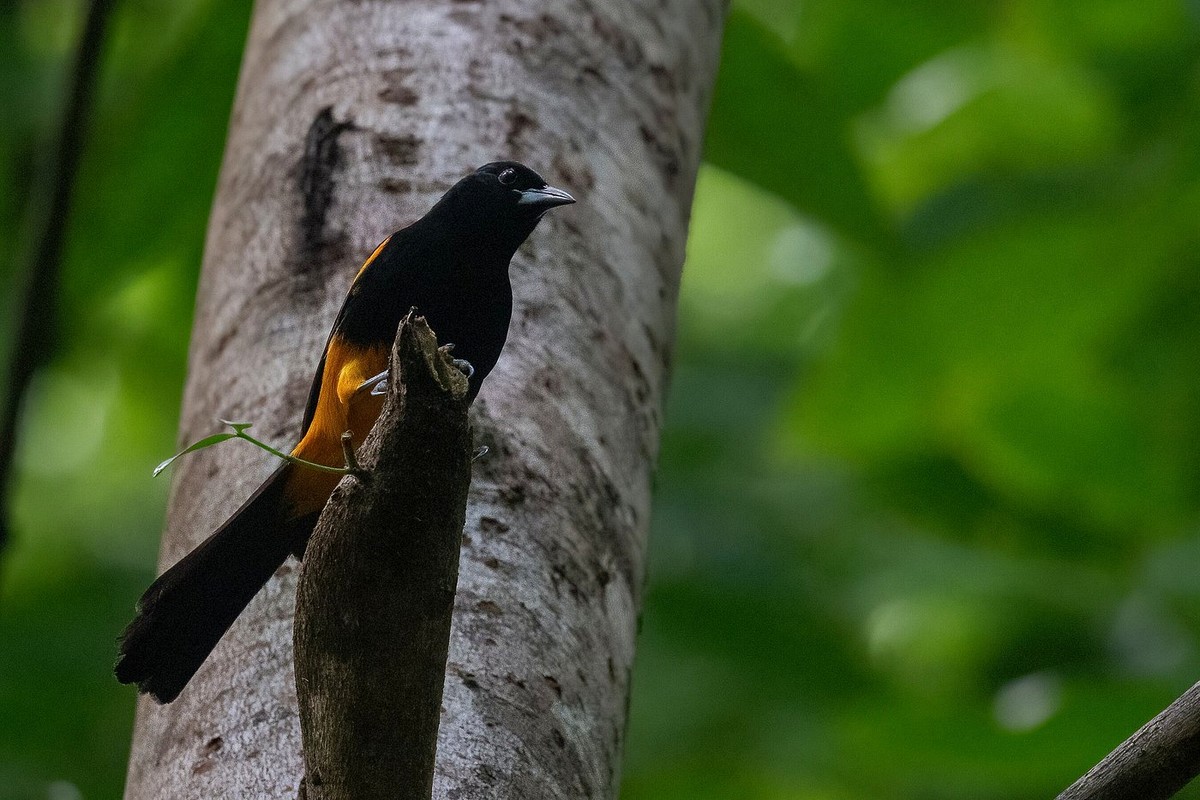 Adult St. Lucia Oriole perched beside a tree trunk