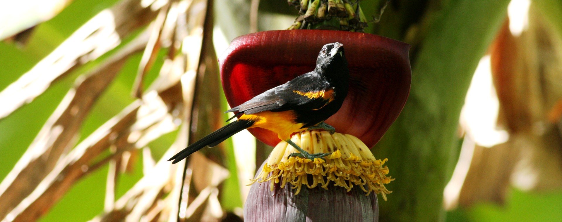 Adult St. Lucia Oriole perched on a banana flower in forest vegetation