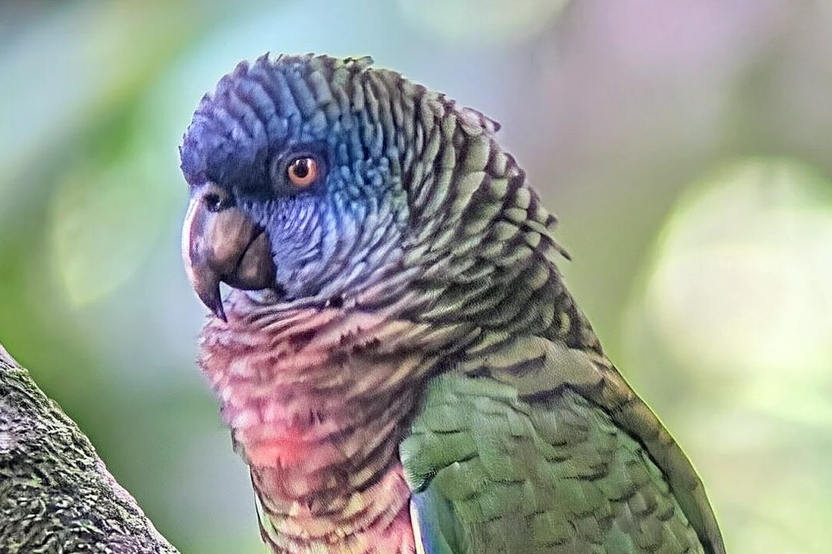 St. Lucia Parrot perched in rainforest habitat