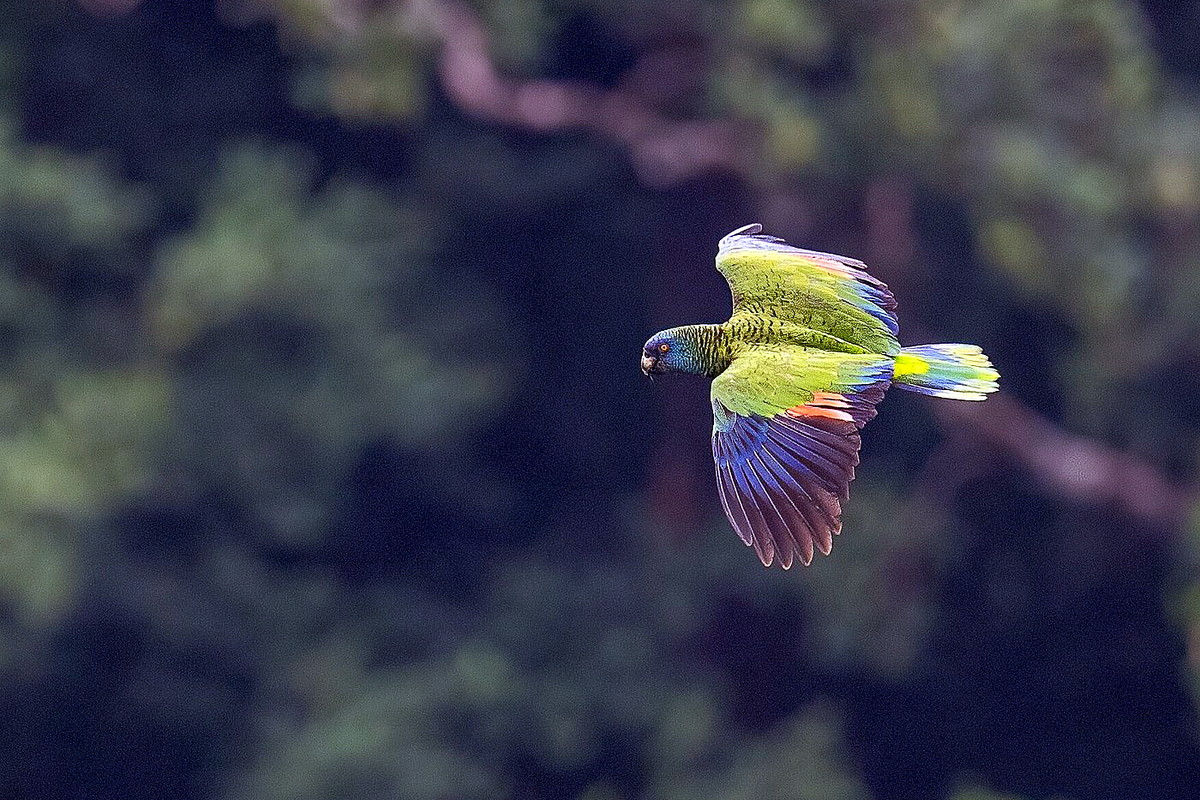 Saint Lucia Parrot in flight