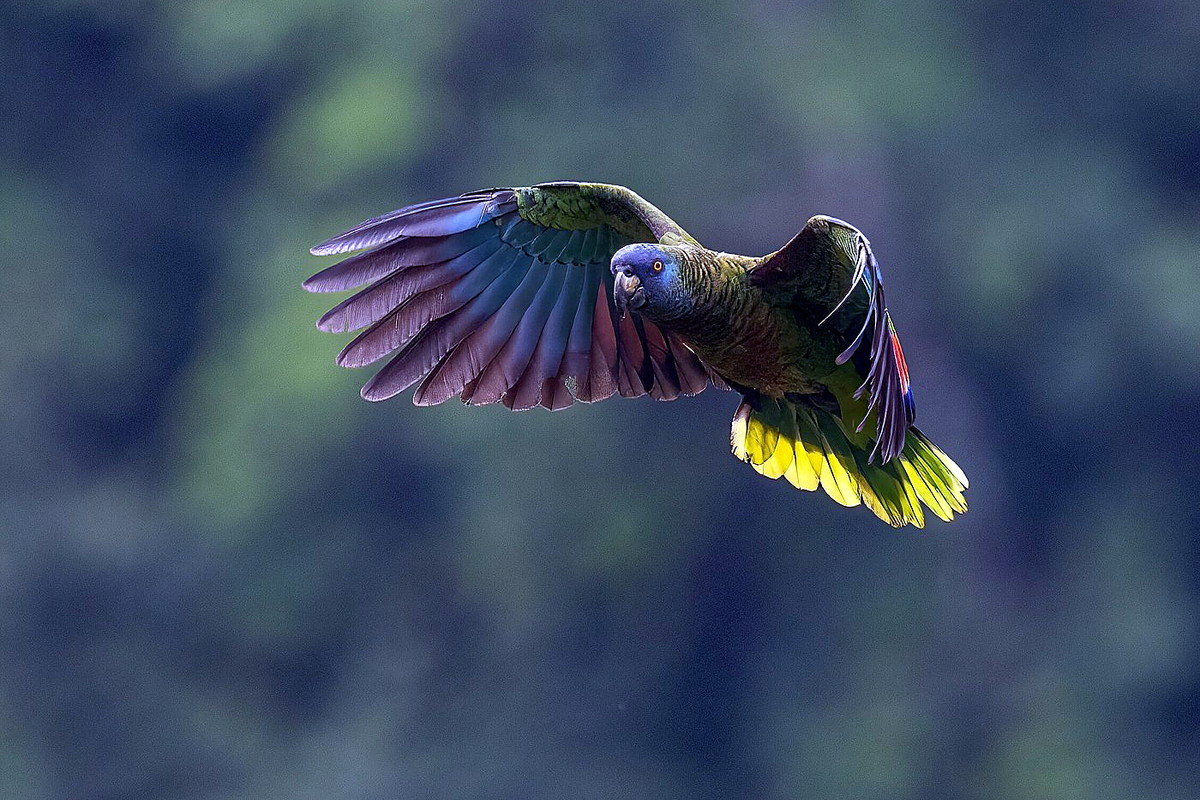 St. Lucia Parrot flying towards the camera