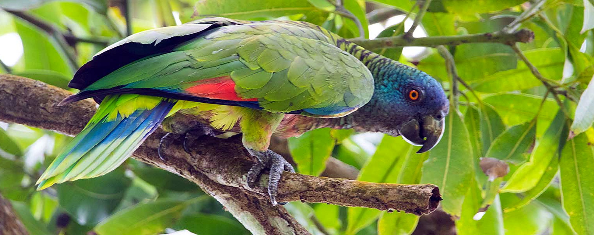 St. Lucia Parrot in rainforest habitat