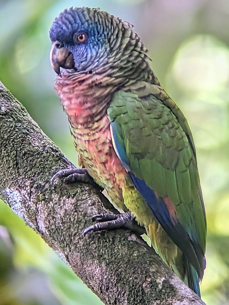 St. Lucia Parrot showing its blue head, reddish breast, green body and dark bill