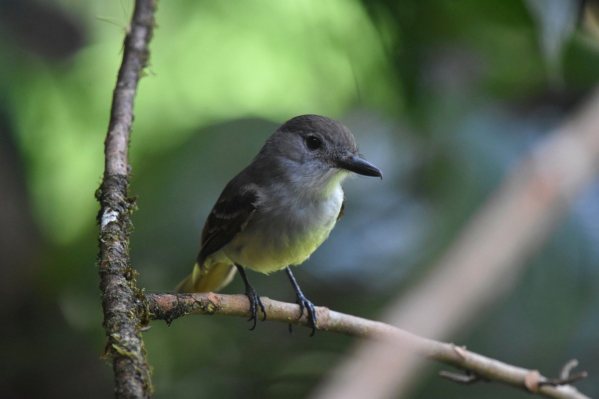 Saint Lucia Pewee