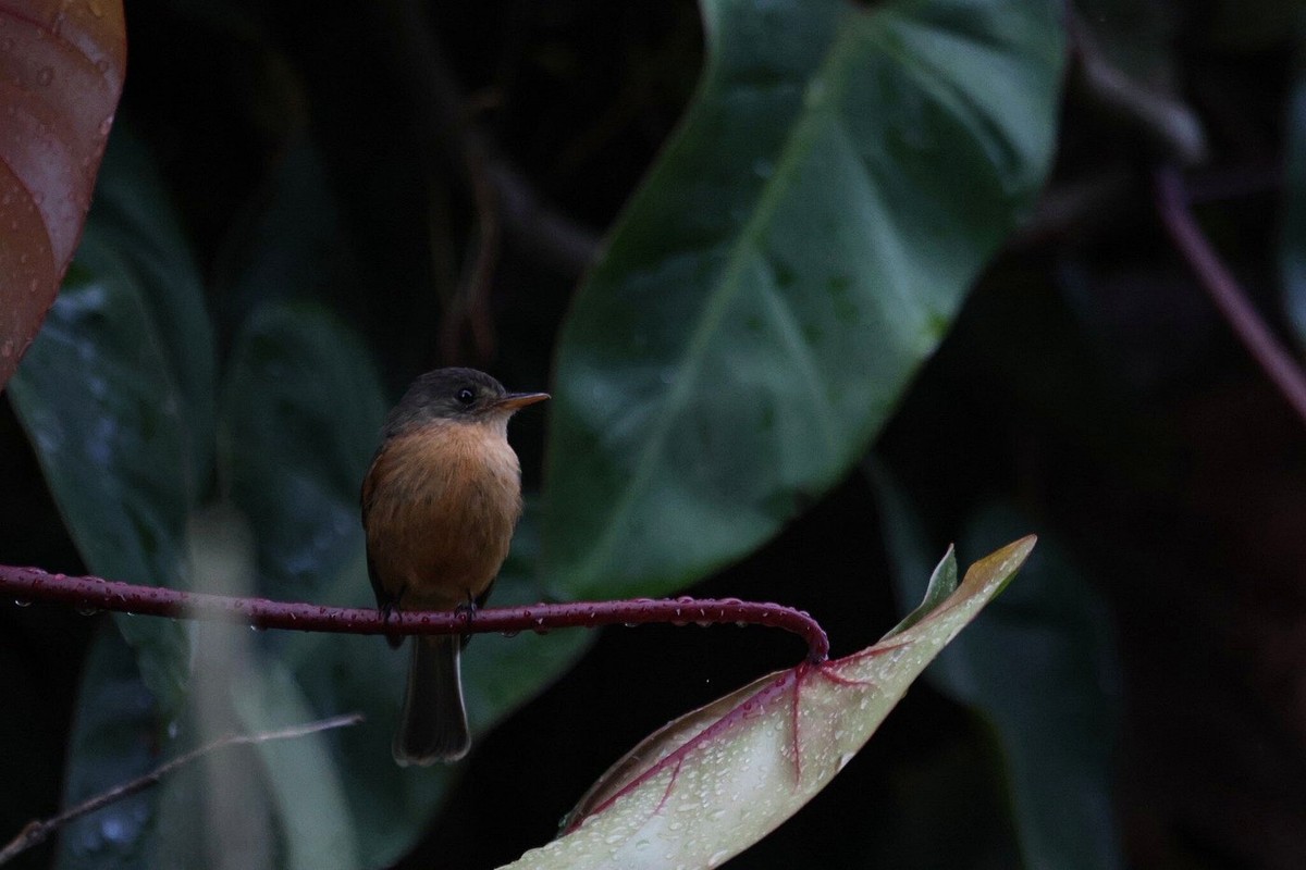 St. Lucia Pewee perched beneath broad forest leaves