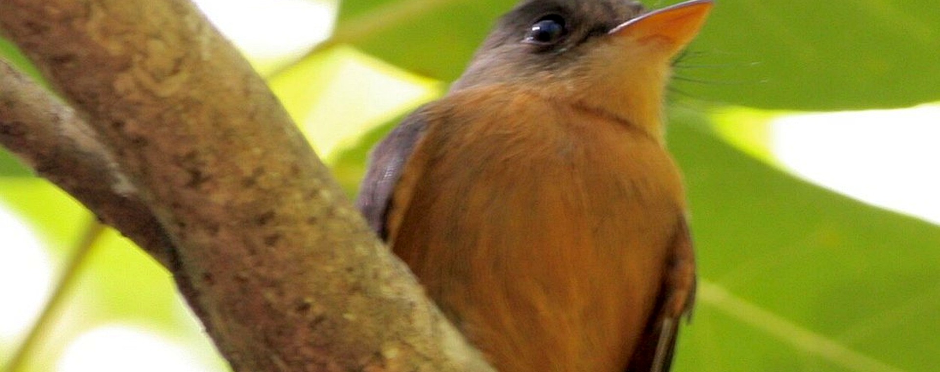 Close view of the St. Lucia Pewee perched beneath broad green leaves