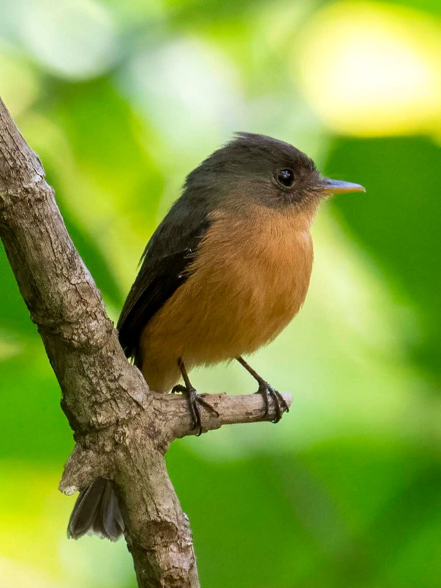 St. Lucia Pewee in side profile showing its dark head, warm brown underparts and broad flycatcher bill