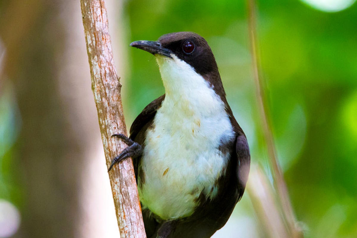 Saint Lucia Thrasher