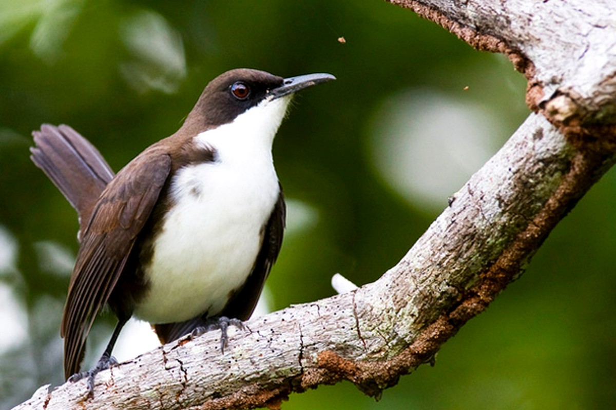 St. Lucia Thrasher perched on a broad branch