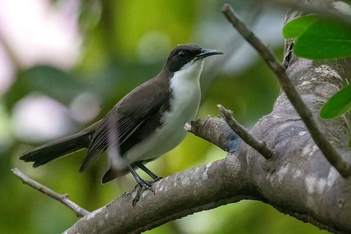 St. Lucia Thrasher in side profile on a tree branch