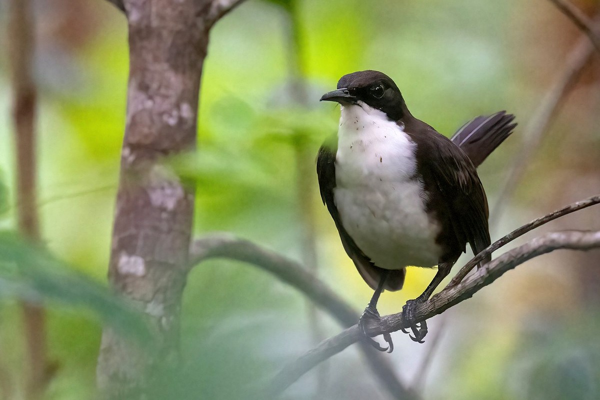 Front-facing St. Lucia Thrasher perched among branches