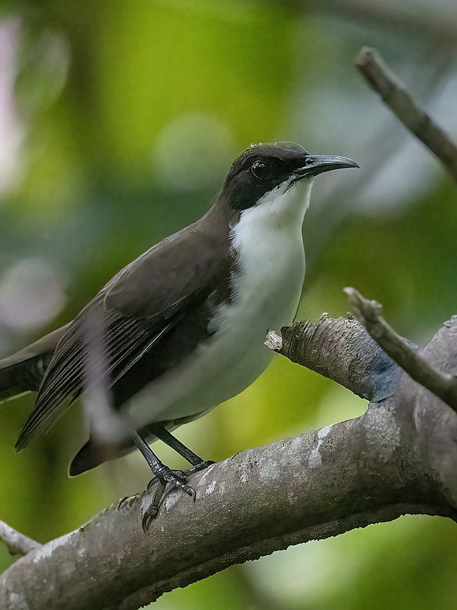 St. Lucia Thrasher in side profile showing dark brown upperparts, white underparts and a dark bill