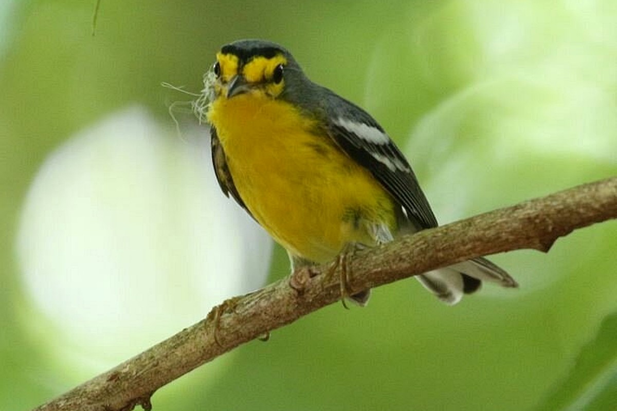 Saint Lucia Warbler