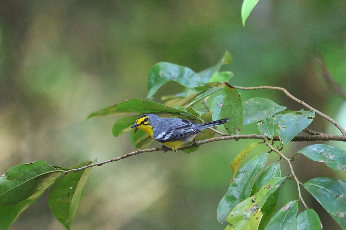 St. Lucia Warbler among broad green leaves