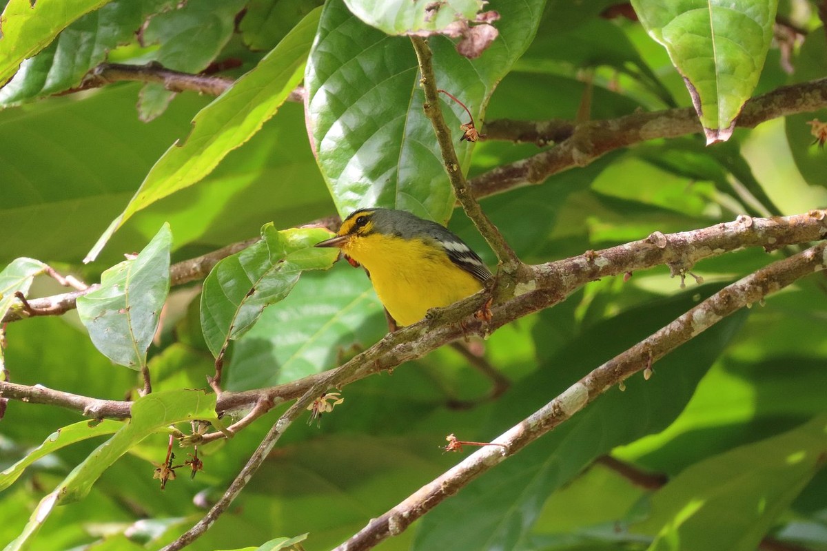 St. Lucia Warbler perched among branches and broad leaves