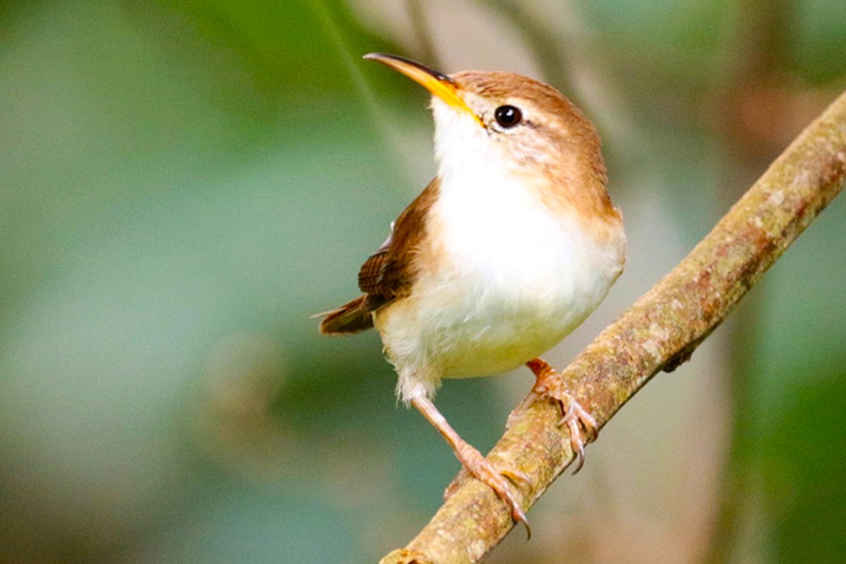 Saint Lucia Wren