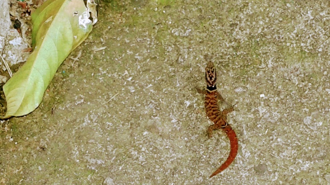 St. Lucia Pygmy Gecko in wide view