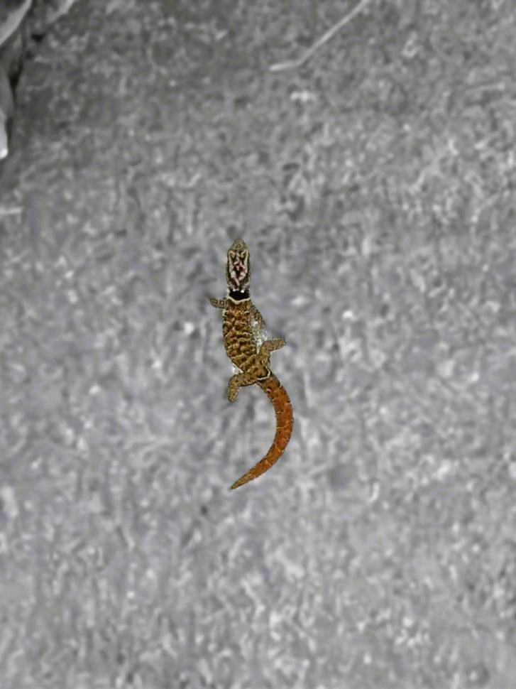 Close view of St. Lucia Pygmy Gecko