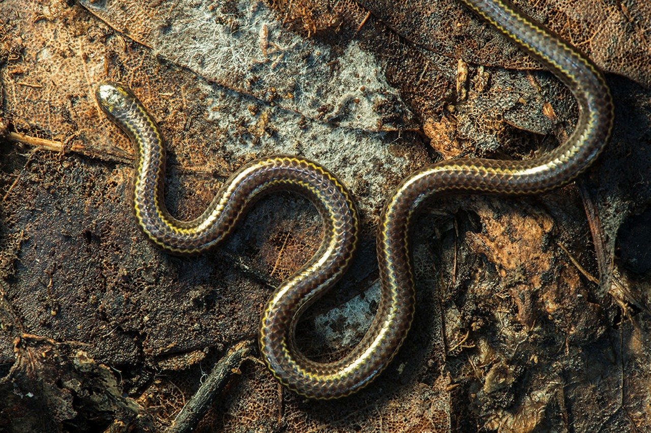 Close view of St. Lucia Worm Snake